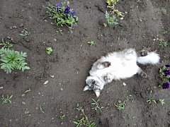 Как позаботиться о кошке летом 