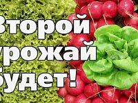 Саратовский "Россельхозцентр" рассказал, как получить второй урожай в августе